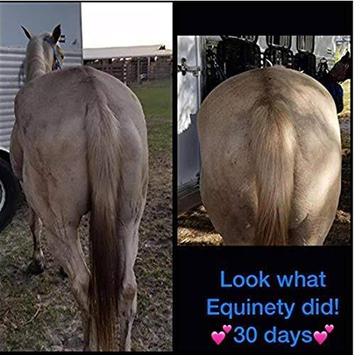Equinety Horse Xl TA0BDQEN_NEQFN