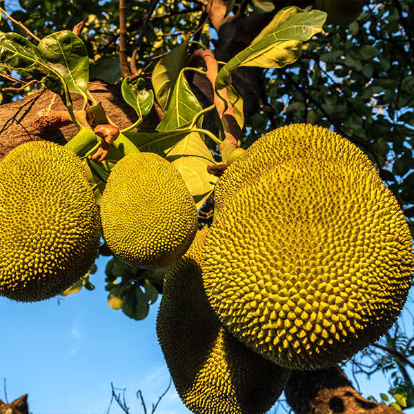 3 Gallon - Jackfruit Tree - Exotic Fruit With Many Uses - Including Vegetarian Cooking, Outdoor OONDN1M3_YCAAV