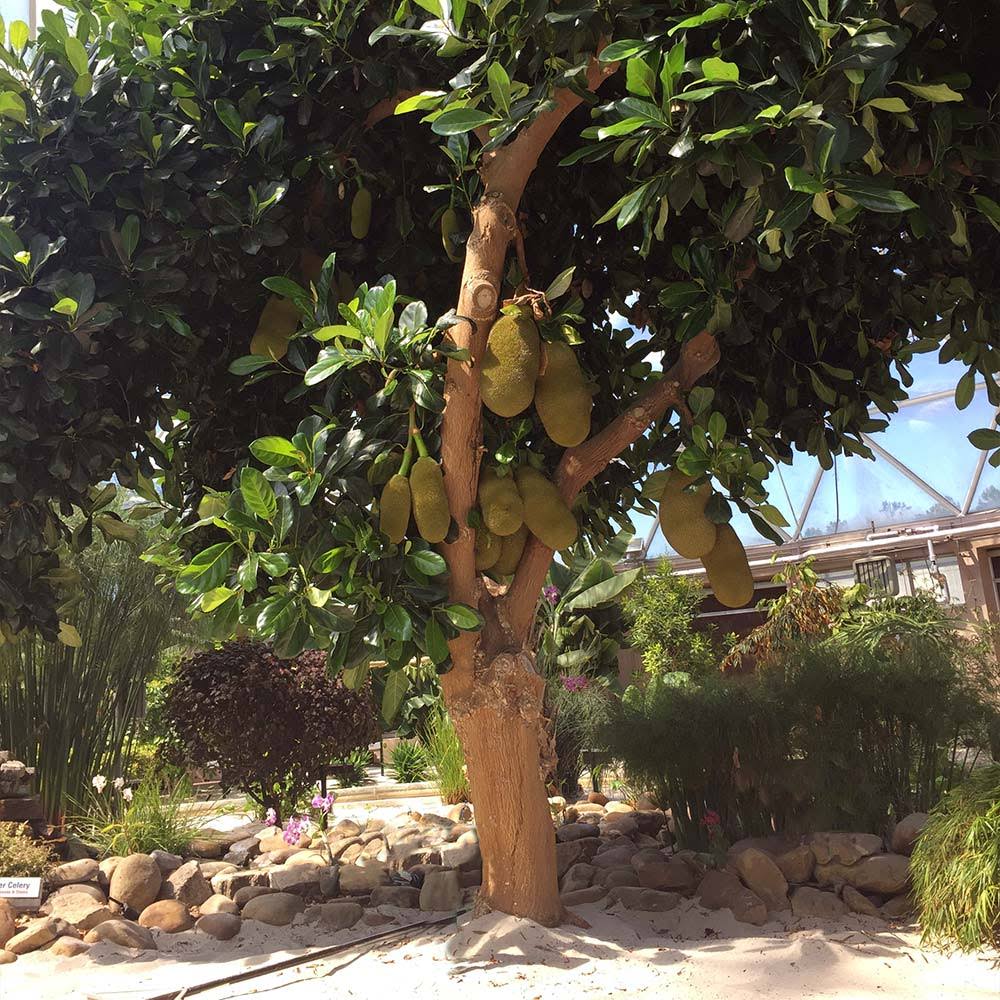 3 Gallon - Jackfruit Tree - Exotic Fruit With Many Uses - Including Vegetarian Cooking, Outdoor OONDN1M3_YCAAV