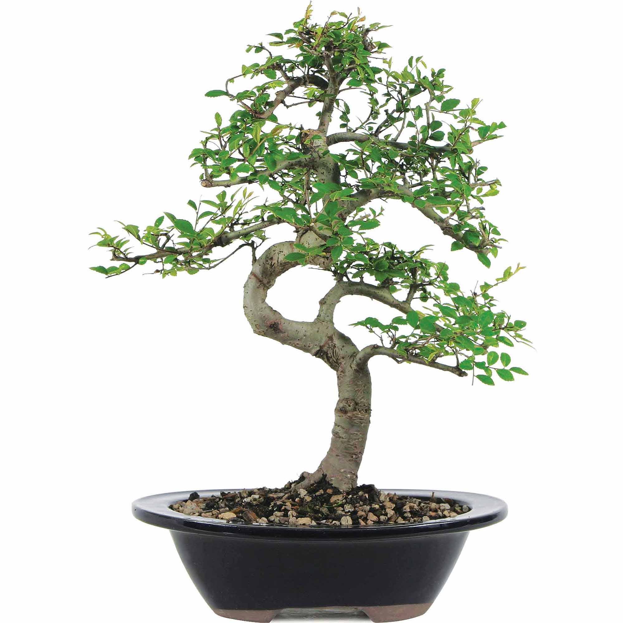 Brussel's Chinese Elm Bonsai - Medium - (Outdoor) FL2MOUAI_WYRZP