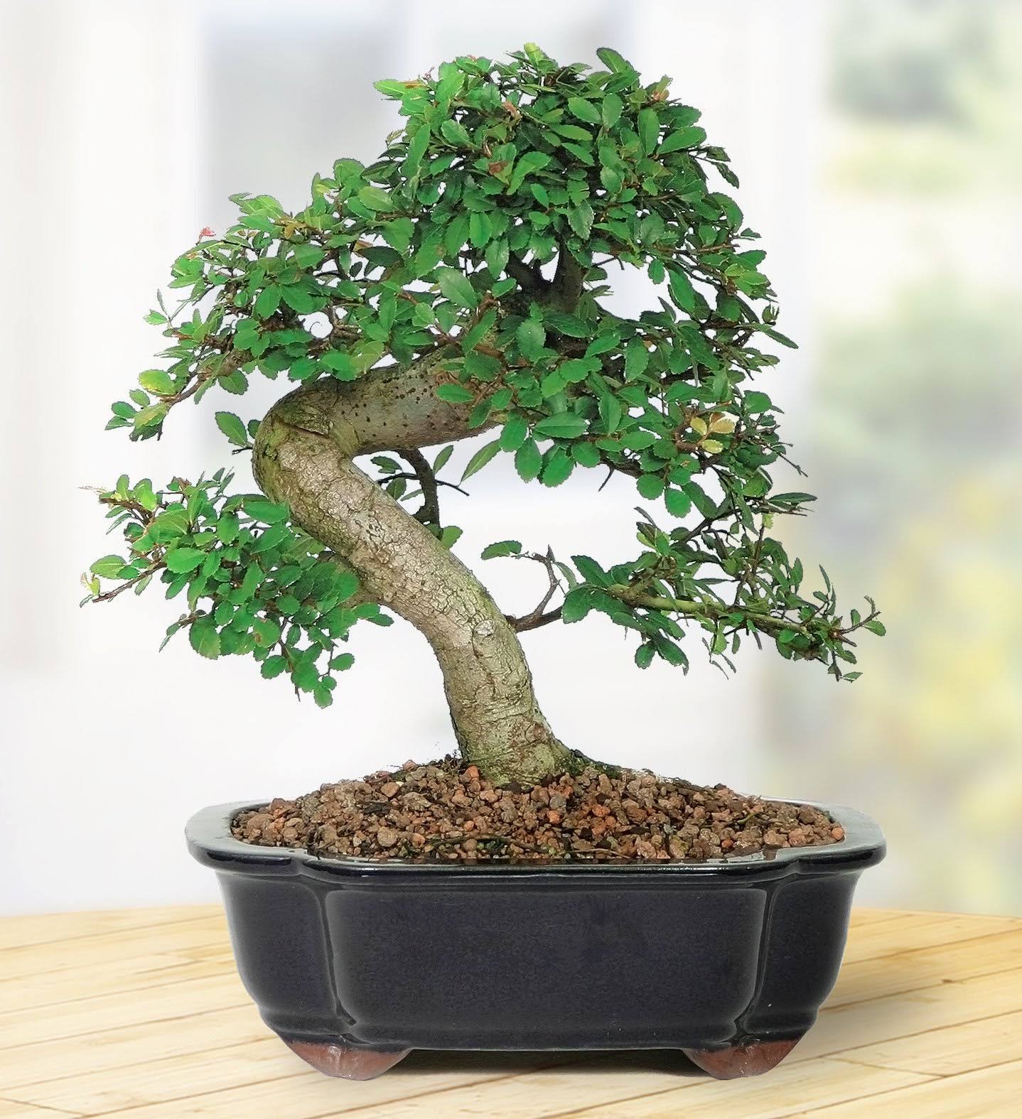 Brussel's Chinese Elm Bonsai - Medium - (Outdoor) FL2MOUAI_WYRZP