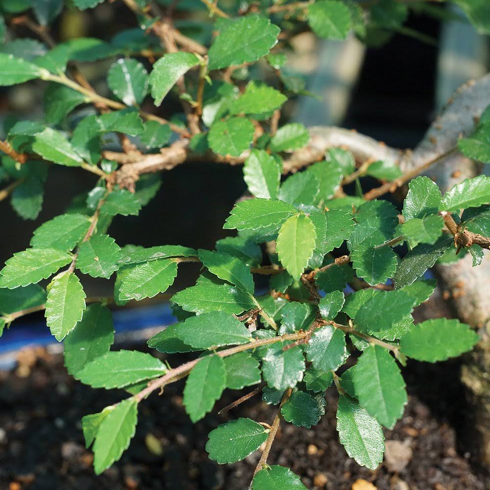 Brussel's Chinese Elm Bonsai - Medium - (Outdoor) FL2MOUAI_WYRZP