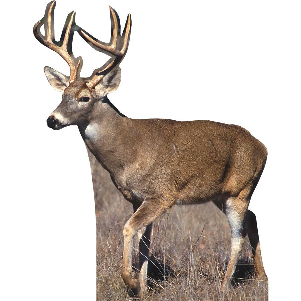 H13187 White Tail Buck Deer YYTHDGIF_JUZXK