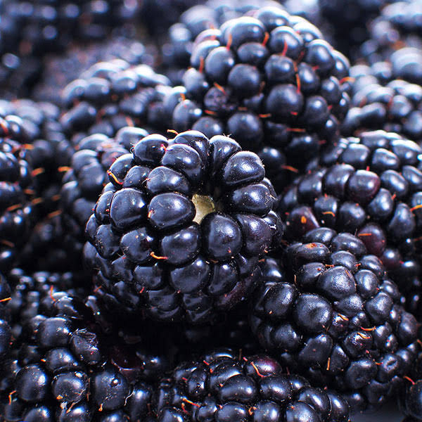 3 Gallon - Thornless Blackberry Bush - Get A Lifetime Of Healthy, Sweet Blackberries, Outdoor 2K1H5NGH_AOK9A