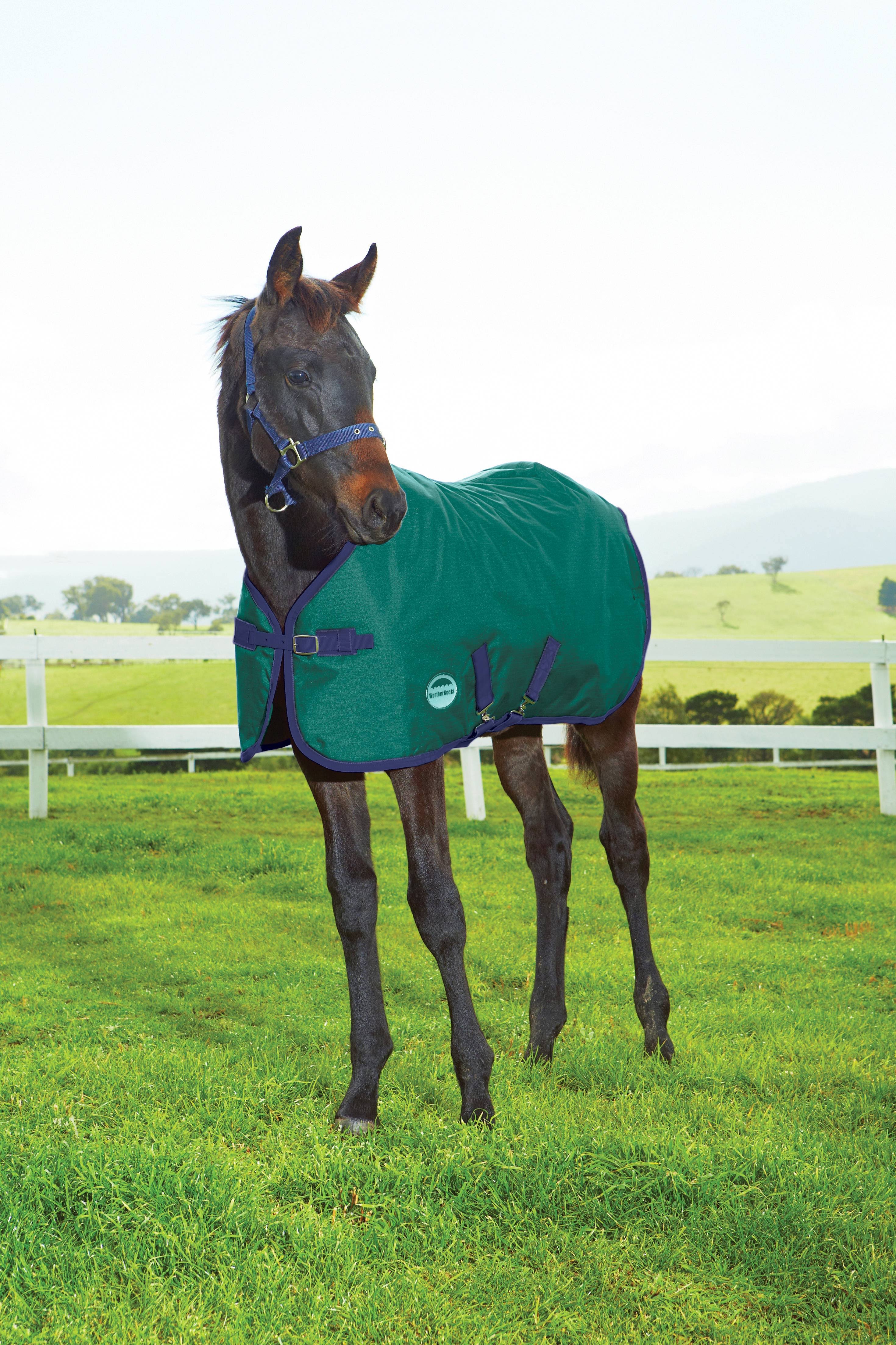 Weatherbeeta 1200d Foal Standard Neck Blanket Hunter/Navy / F5L7QD0T_JGNRF