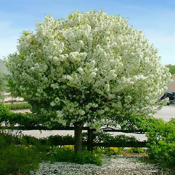 6-7 Ft. - Lollipop Crabapple Tree - A Spring Treat For Your Landscape | Brighter XCIVHQJX_YQWNF