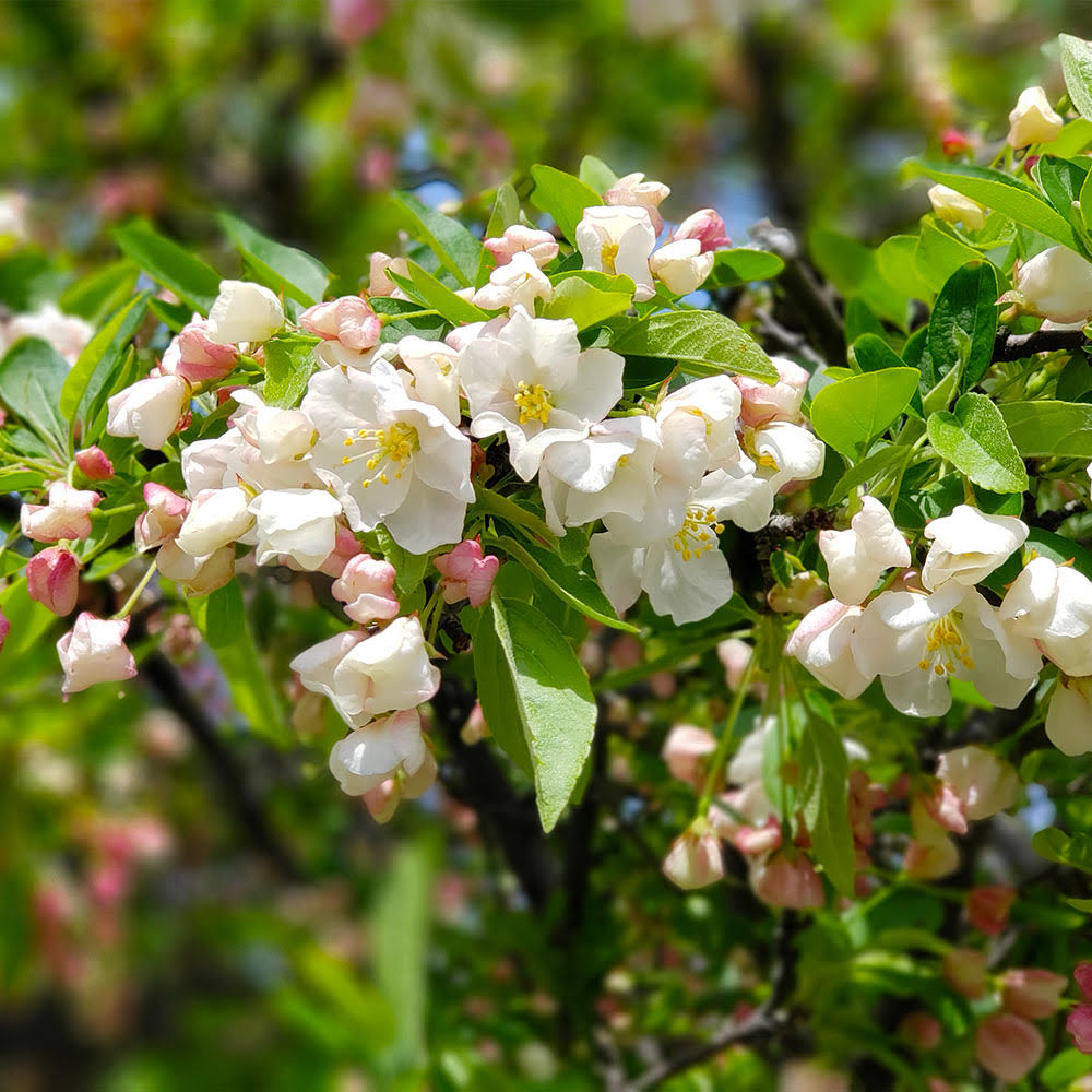 6-7 Ft. - Lollipop Crabapple Tree - A Spring Treat For Your Landscape | Brighter XCIVHQJX_YQWNF