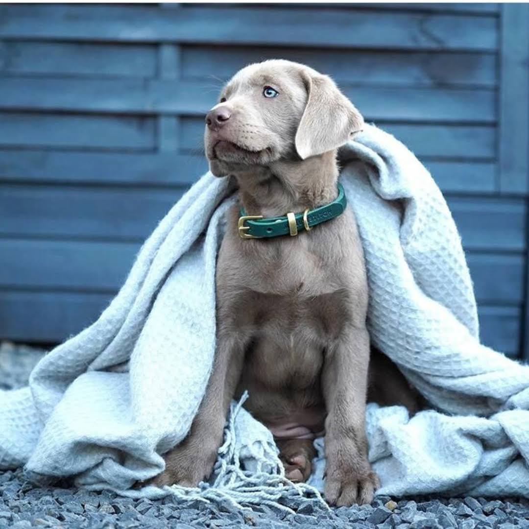 Molly And Stitch Us | Butter Leather Dog Collar - Forest Green, Brass / F388MO6O_CEGE1