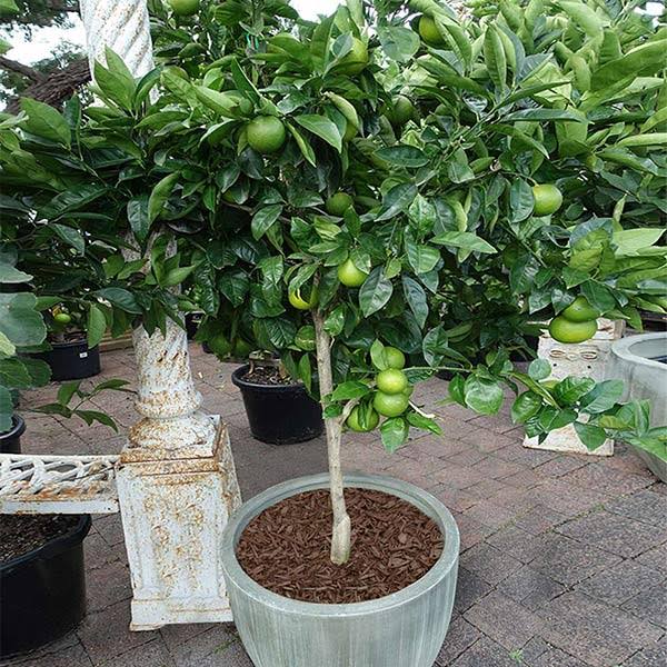 2-3 Ft. Tree - Key Lime Tree - Advanced Trees Produce Citrus Fast, Outdoor Plant | Brighter R3P3Z0DV_914GX