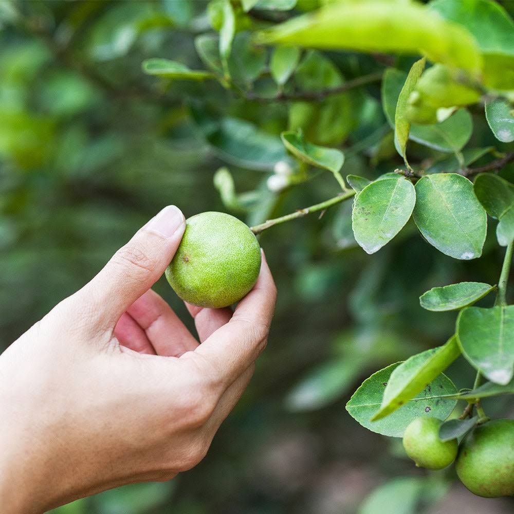 2-3 Ft. Tree - Key Lime Tree - Advanced Trees Produce Citrus Fast, Outdoor Plant | Brighter R3P3Z0DV_914GX