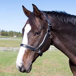 Smartpak Soft Padded Leather Pony/Mini Halter - Mini - Havana/Pink - BM56B8A8_ITUNO