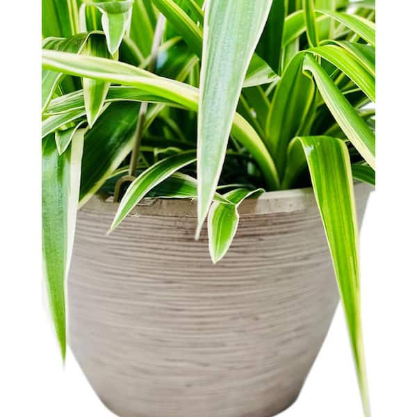 Vigoro 1.8 Gal. Spider Plant Chlorophytum In 11 In. Hanging JPR3KXOK_JGTFW