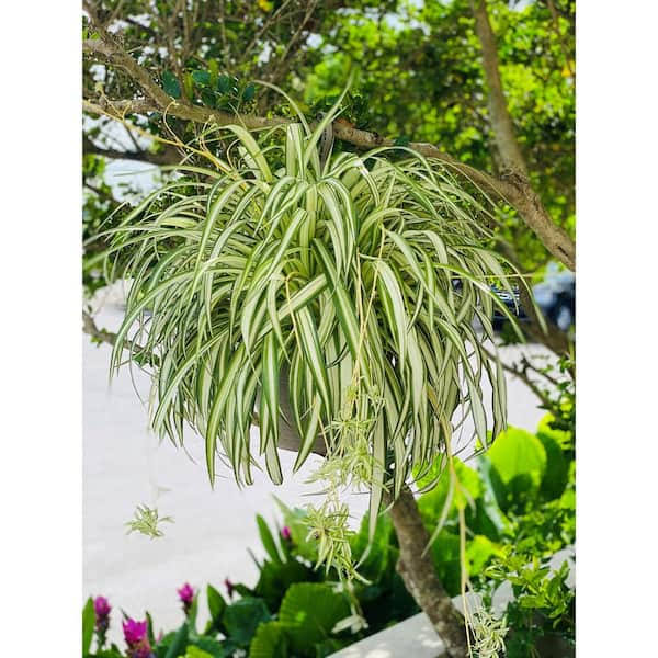 Vigoro 1.8 Gal. Spider Plant Chlorophytum In 11 In. Hanging JPR3KXOK_JGTFW