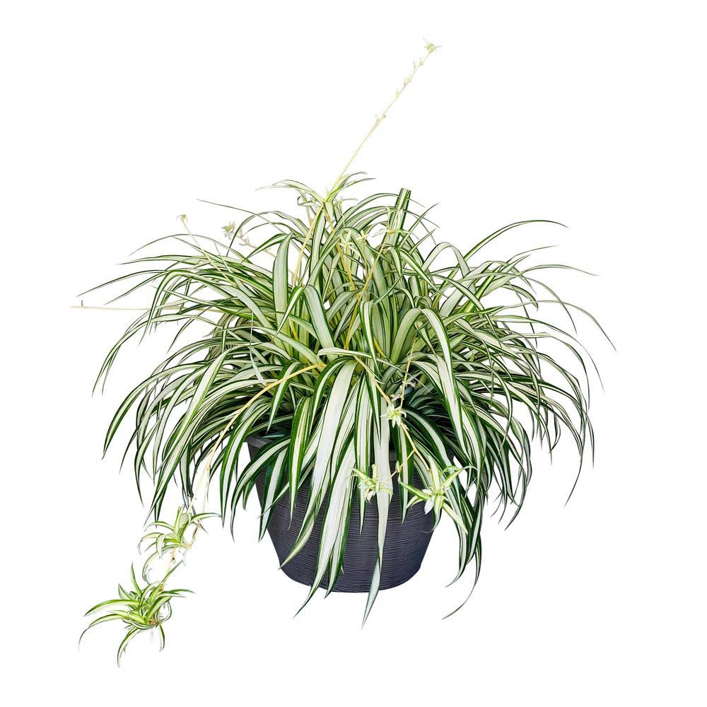 Vigoro 1.8 Gal. Spider Plant Chlorophytum In 11 In. Hanging JPR3KXOK_JGTFW